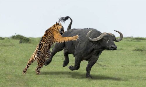 Asifabad: Two buffaloes hunted down by a tiger in Telangana