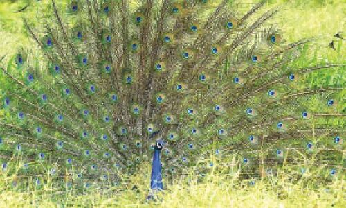 Biodiversity Protection is Crucial in Hyderabad