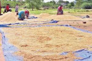 CM K Chandrashekar Rao assures Hyderabad farmers that the government will purchase their damaged paddy.