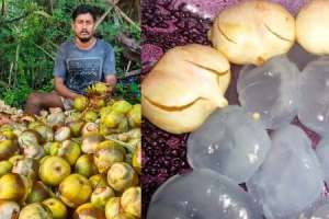 Ice Apples to Beat the Summer Heat in Karimnagar