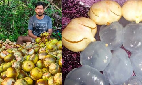 Ice Apples to Beat the Summer Heat in Karimnagar