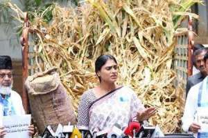KCR receives truckload of damaged crop from Sharmila