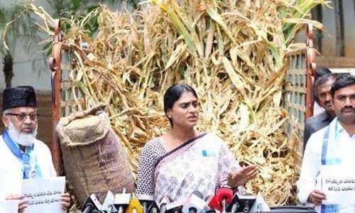 KCR receives truckload of damaged crop from Sharmila