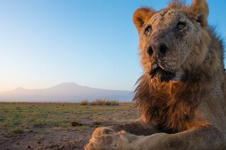 Kenyan Lion Loonkiito, Considered ‘One of the Oldest in the World’, Dies in the Wild