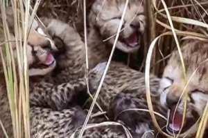 Kuno Park loses 2 additional cheetah cubs to death