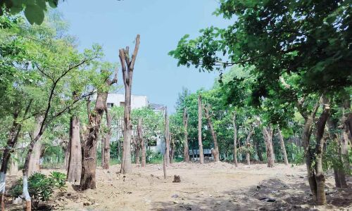 NIMS campus in Hyderabad receives 34 translocated trees.