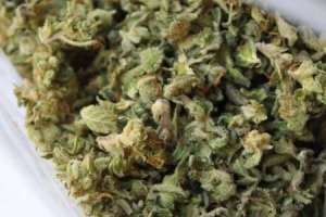 Peddlers arrested as police confiscate Ganja in Nalgonda