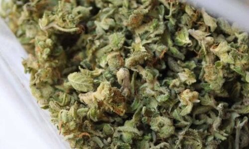 Peddlers arrested as police confiscate Ganja in Nalgonda
