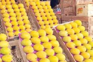 Residents of Hyderabad yearn for farm-fresh mangoes as they miss their delicious taste.