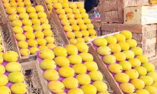 Residents of Hyderabad yearn for farm-fresh mangoes as they miss their delicious taste.
