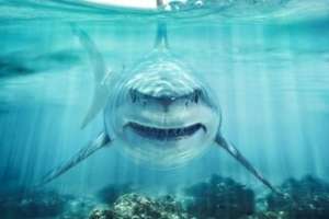 Suspected Shark Attack in Australia Leaves Surfer Presumed Dead