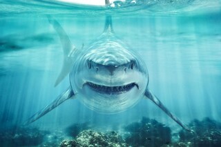 Suspected Shark Attack in Australia Leaves Surfer Presumed Dead