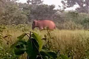 Two killed by elephants in separate incidents in Odisha, one victim a minor