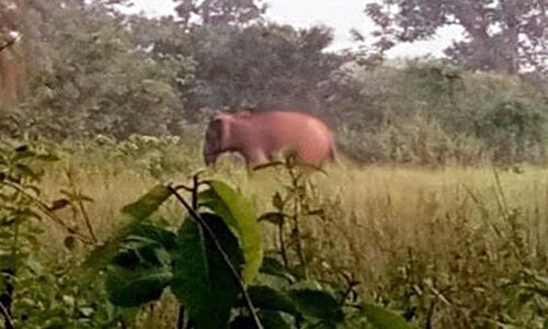 Two killed by elephants in separate incidents in Odisha, one victim a minor