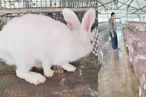 Veterinary Institute’s Rabbit Production Shows Promising Results in Rajendranagar