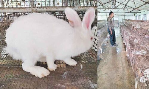 Veterinary Institute’s Rabbit Production Shows Promising Results in Rajendranagar
