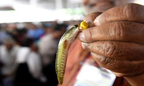 June 9th: Get Your Fish Prasadam Here!