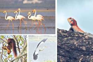 Plan unveiled by Telangana State Biodiversity Board to conserve natural heritage