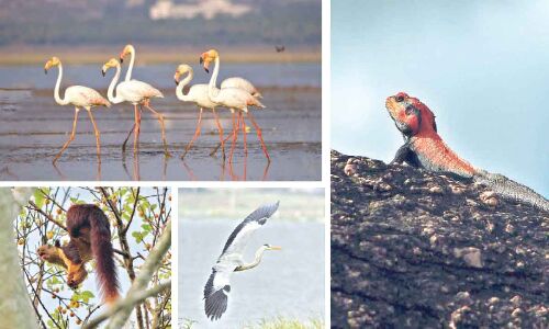 Plan unveiled by Telangana State Biodiversity Board to conserve natural heritage