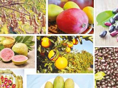 Telangana witnesses horticulture as a sustainable growth promoter for environment.