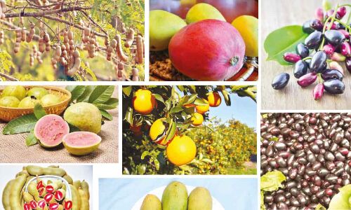 Telangana witnesses horticulture as a sustainable growth promoter for environment.