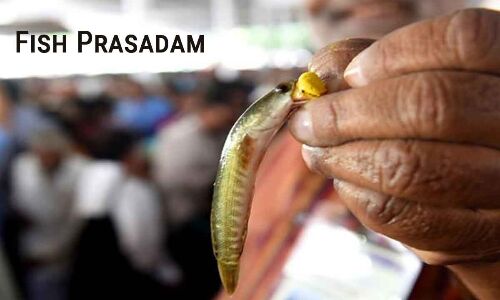 Tomorrow, Asthma Patients in Hyderabad to Receive Fish Prasadam