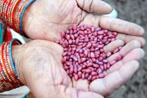 Agriculture | Farmers Alerted: Pay Attention to These Precautions Before Buying Seeds!