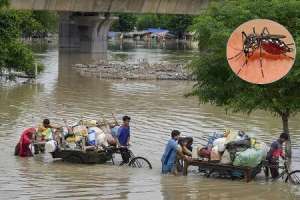 Dengue outbreak caused by flooding in Delhi