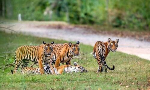 Expect an Increase in Tiger Count in Telangana State