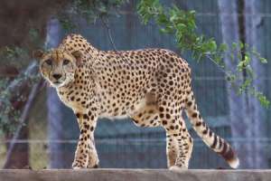 Government Affirms Cheetahs to Stay in MP Despite Fatalities