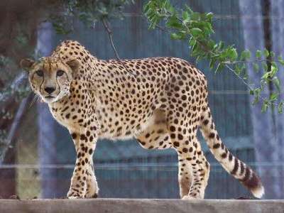 Government Affirms Cheetahs to Stay in MP Despite Fatalities