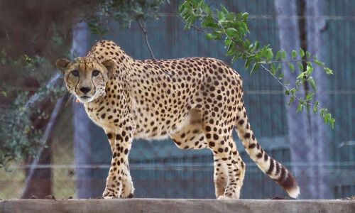 Government Affirms Cheetahs to Stay in MP Despite Fatalities