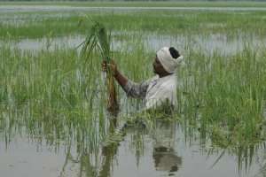 Agriculture Minister accuses Centre of neglecting flood-affected farmers