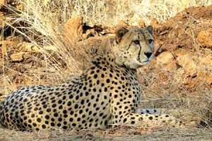 Another cheetah succumbs to death at Kuno National Park
