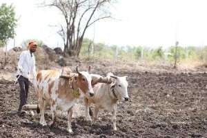 Challenges Farmers Encounter in Mutation Process