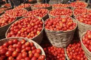 Hyderabad witnesses a decline in tomato prices