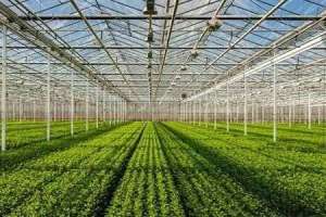 Israel’s horticulture industry sets an example to follow