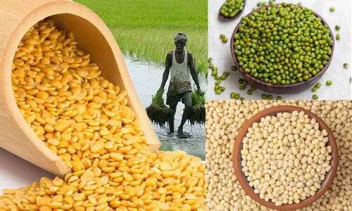 Pulses production in Telangana witnesses a decline