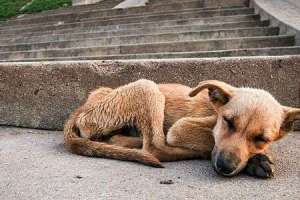 Show compassion for homeless dogs on International Dog Day today