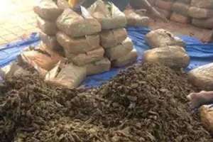 Six individuals involved in smuggling ganja apprehended by TSNAB