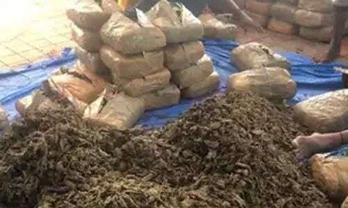 Six individuals involved in smuggling ganja apprehended by TSNAB