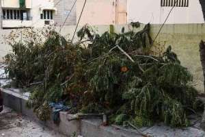 Tree debris still scattered around Hyderabad days after heavy rains