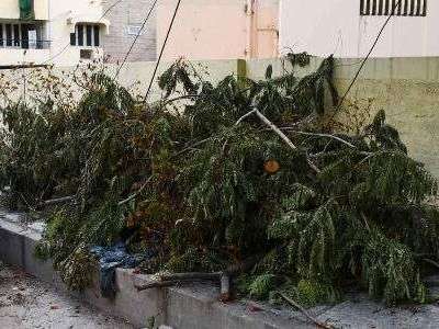 Tree debris still scattered around Hyderabad days after heavy rains