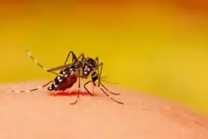 Delhi Braces for Severe Dengue Outbreak Amid G20 Summit Controversy