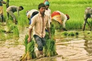 Drought-weary farmers in MBNR rejoice as heavy showers bring tears of joy