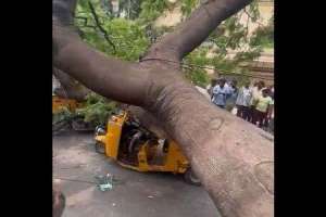 Fatality in Hyderabad as tree collapses on stationary auto in Hyderguda