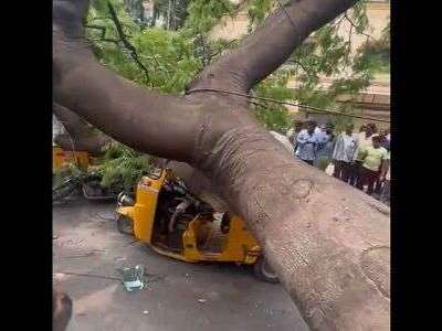 Fatality in Hyderabad as tree collapses on stationary auto in Hyderguda