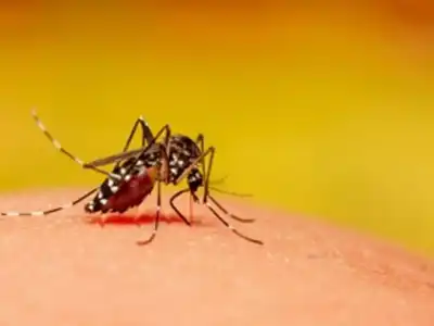 MCD in Delhi Launches Urgent Campaign to Combat Mosquito-Borne Diseases While Maintaining Data Confidentiality