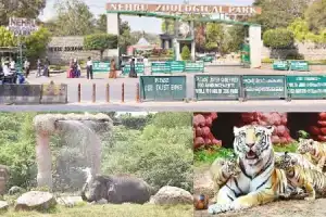 Nehru Zoo in Hyderabad Organizes Exciting Array of Events for Jubilee Celebration