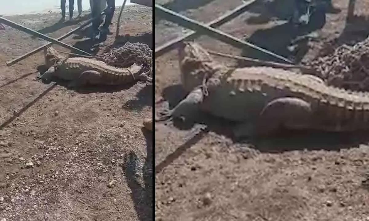 Panic arises as baby crocodile spotted in Khairatabad